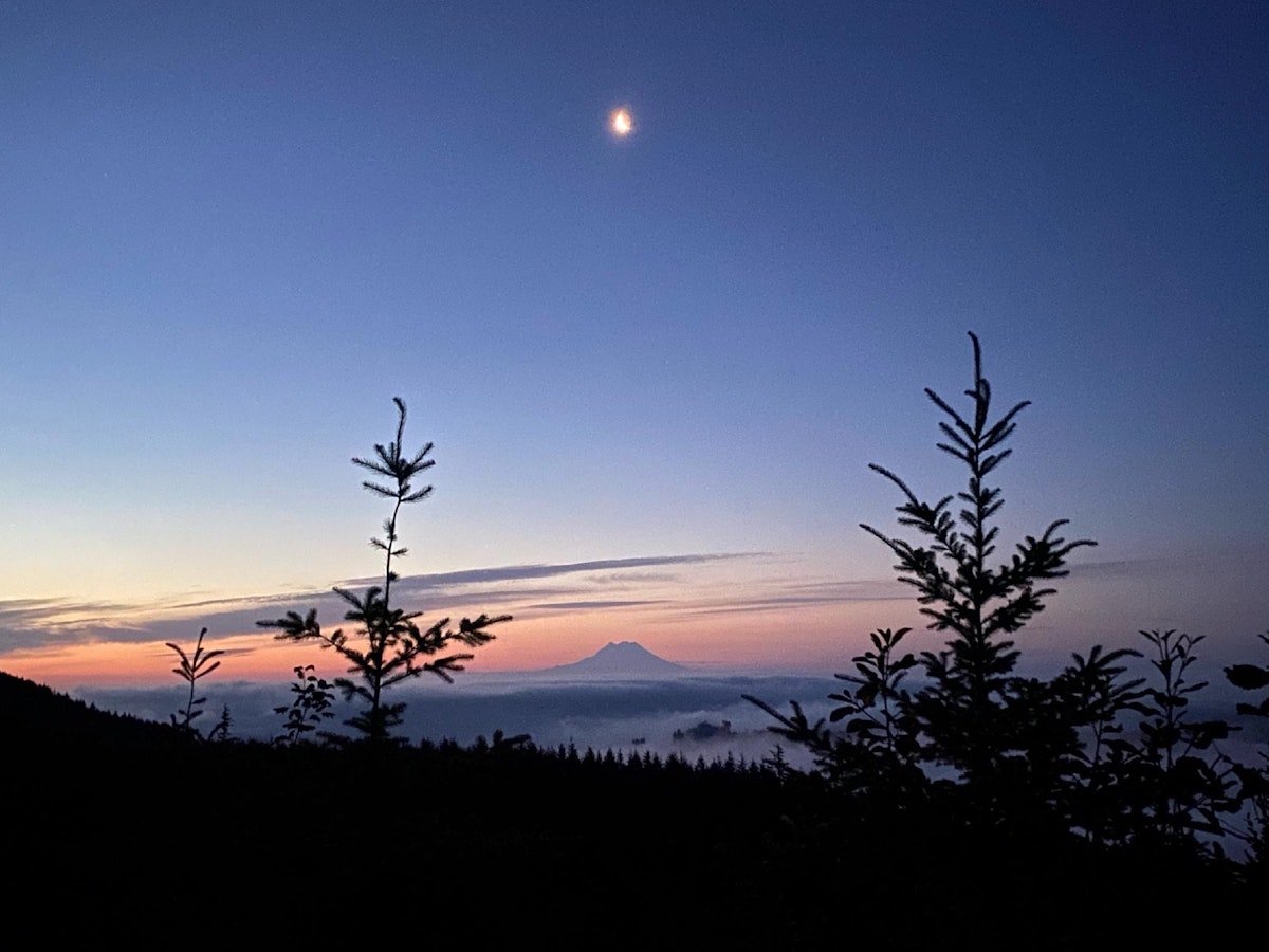 view of a distant Mt. Rainier above the trees in Capitol State Forest at dusk