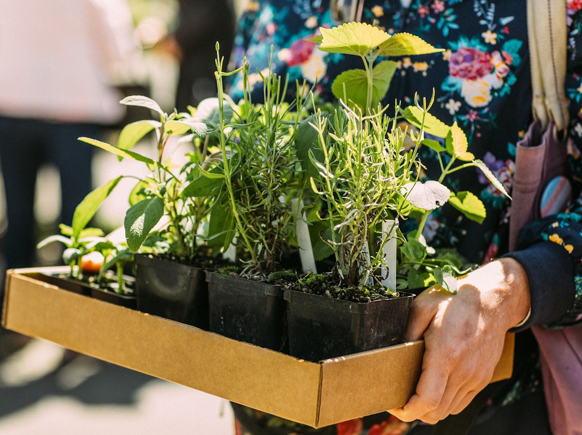 A flat of fresh seedlings is carried by a woman at the Olympia Farmers Market